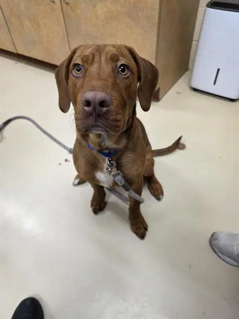 Elmo - Redbone Coonhound