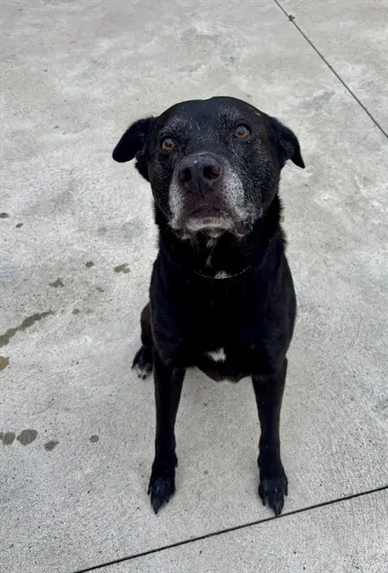 Letterman - Labrador Retriever