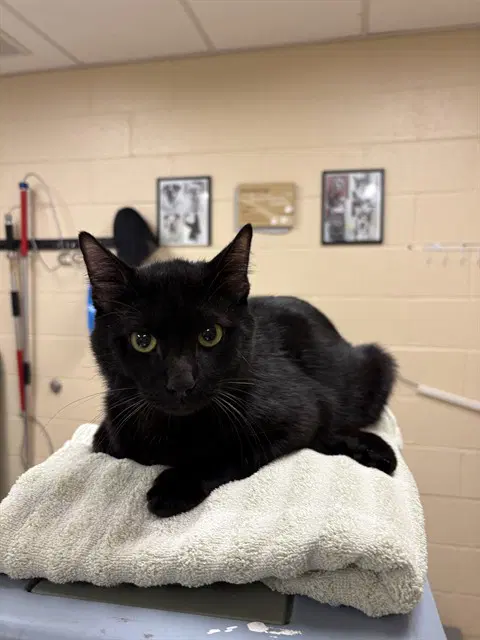 Sherman - Domestic Short Hair