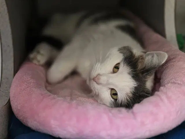 Hazel - Domestic Short Hair