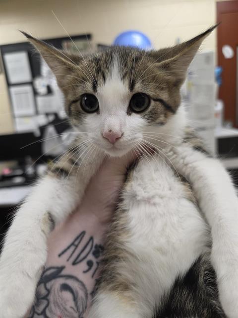 DAVE, cat — photo 1 of 1