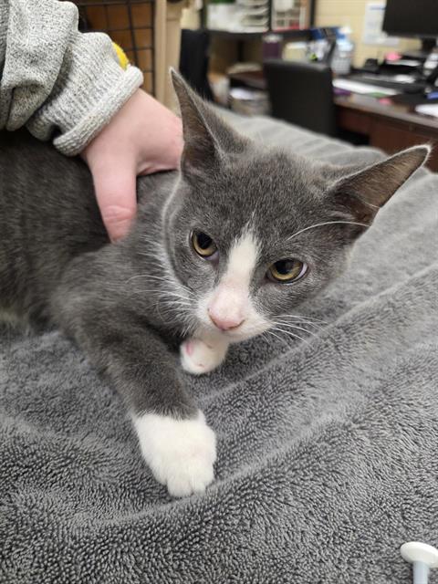 COLTER, cat — photo 1 of 1