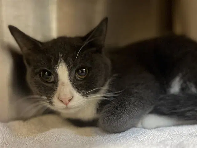 Colter - Domestic Short Hair