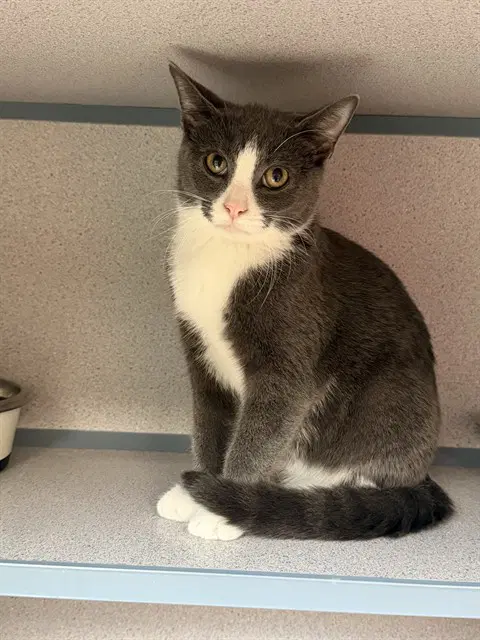 Colter - Domestic Short Hair