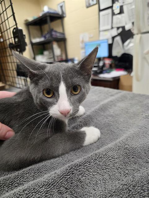 RHETT, cat — photo 1 of 1