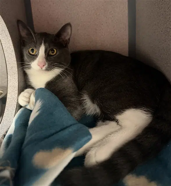 Rhett - Domestic Short Hair