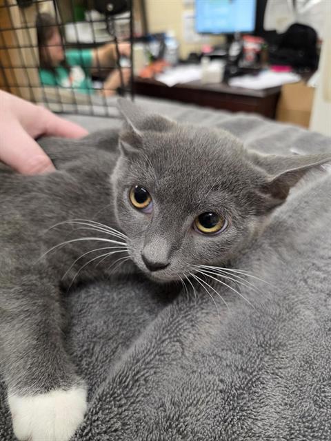 WAYLON, cat — photo 1 of 1