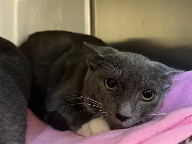 Waylon - Domestic Short Hair