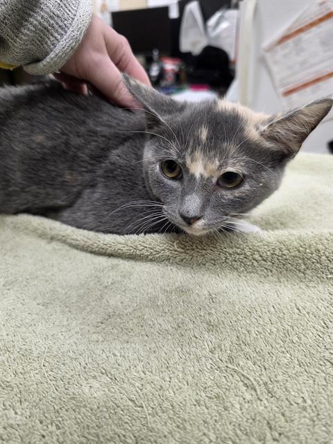 TENNESSEE, cat — photo 1 of 1