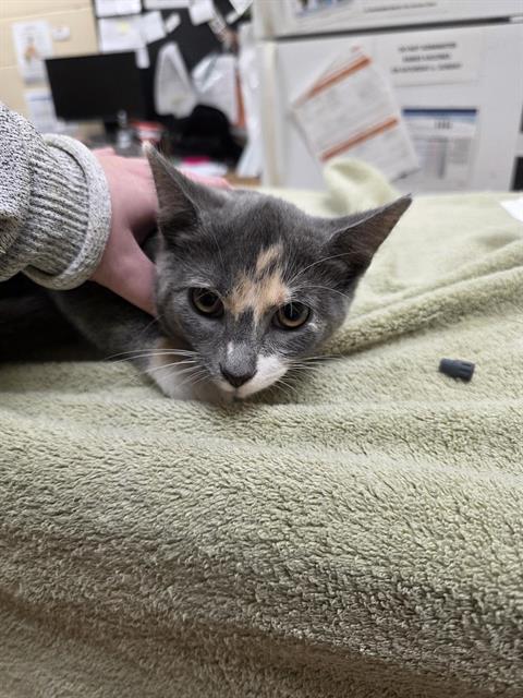 LORETTA, cat — photo 1 of 1
