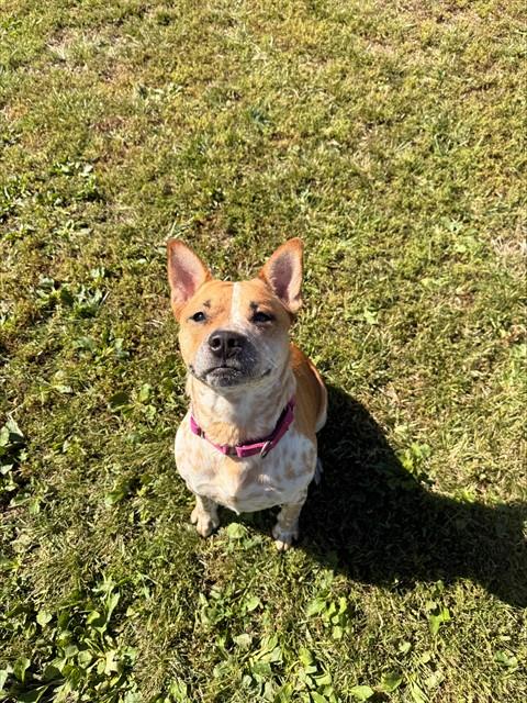 DARBY, a dog for adoption from Beaver County Humane Society