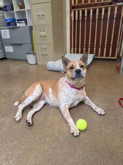 Darby - Australian Cattle Dog/Blue Heeler