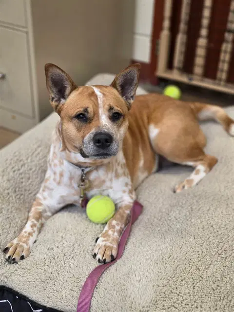 Darby - Australian Cattle Dog/Blue Heeler