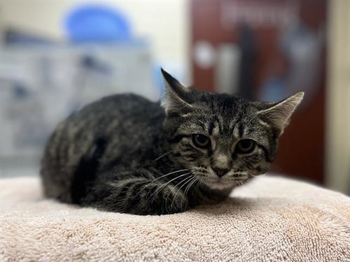 VI, a cat for adoption from Beaver County Humane Society