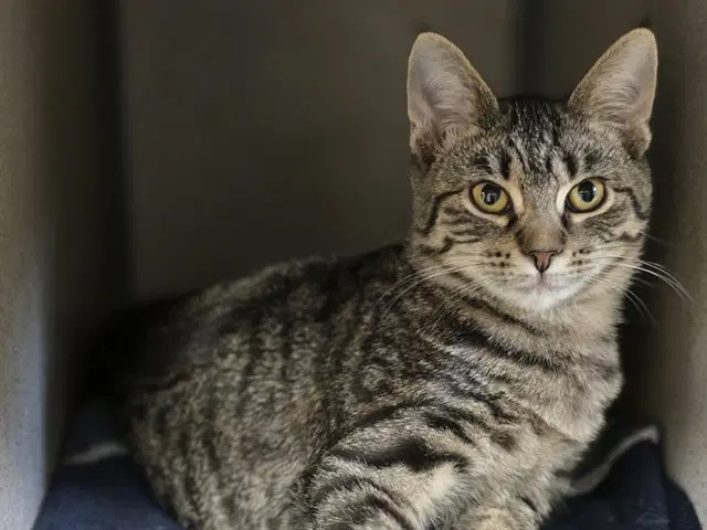 Vi - Domestic Short Hair