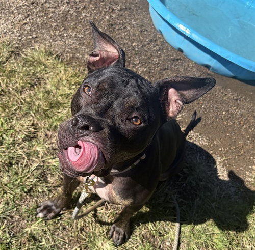 GRETA, a dog for adoption from Beaver County Humane Society