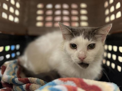 SALLY, a cat for adoption from Beaver County Humane Society