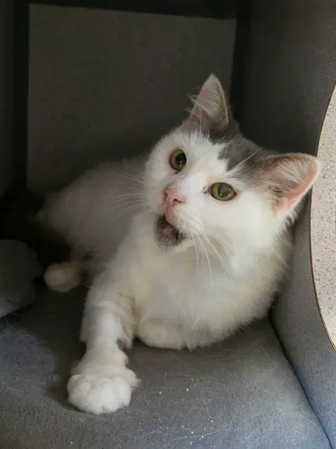 Sally - Domestic Medium Hair