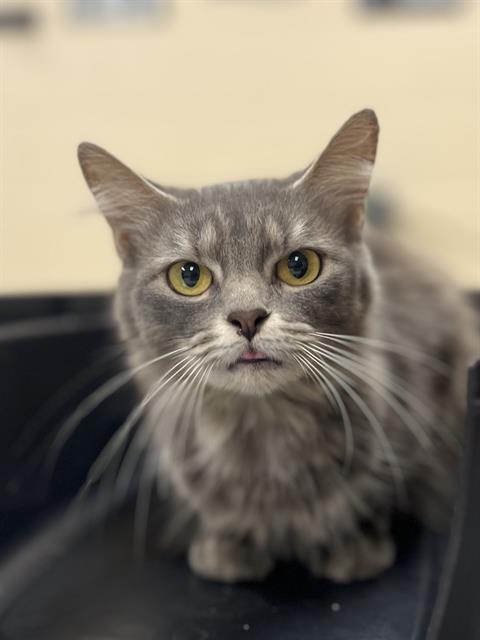 PEPPER, a cat for adoption from Beaver County Humane Society