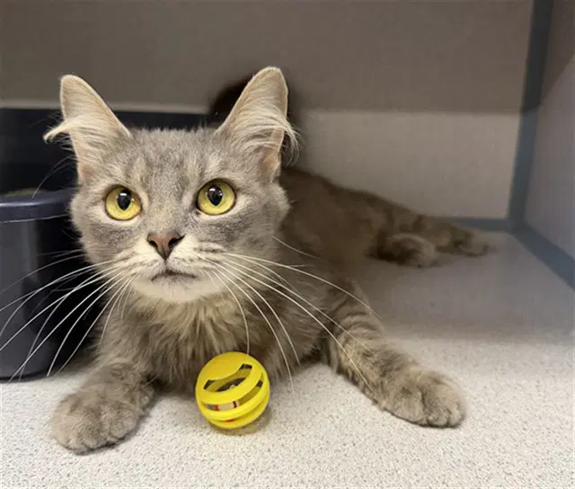 Pepper - Domestic Medium Hair