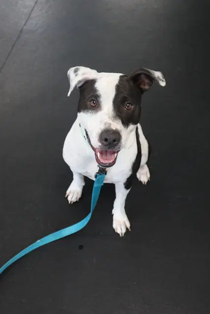 Rocky - Staffordshire Bull Terrier