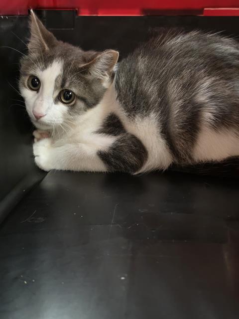ELEPHANT, a cat for adoption from Beaver County Humane Society