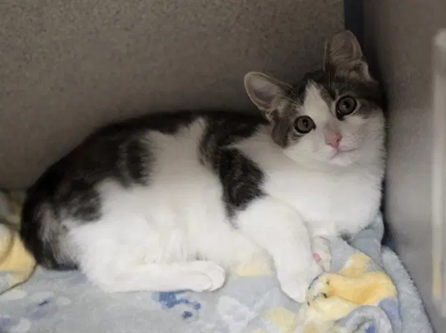 Elephant - Domestic Short Hair
