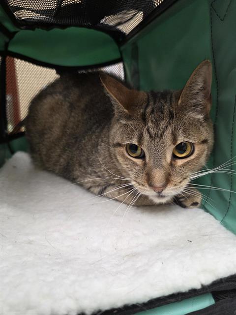 Luna, Domestic Short Hair