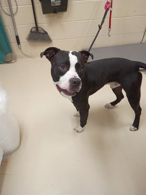 Pharrel, Pit Bull Terrier