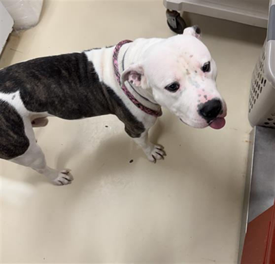 Jimmy Kibble, Pit Bull Terrier