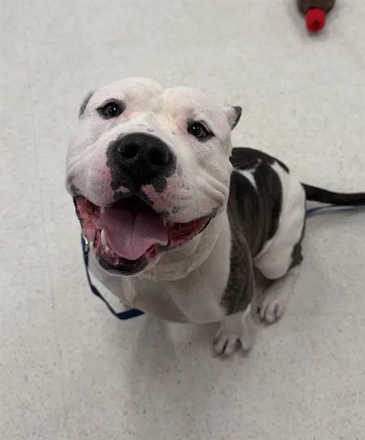 Jimmy Kibble - Pit Bull Terrier