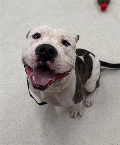 JIMMY KIBBLE, a dog for adoption from Beaver County Humane Society