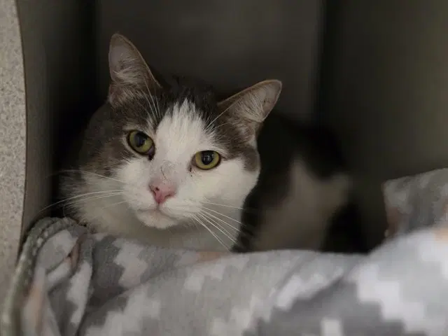 Dennis - Domestic Short Hair