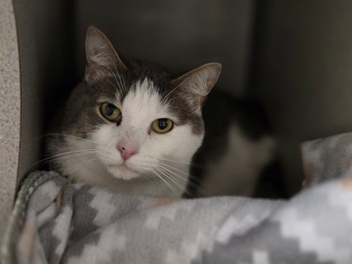 DENNIS, a cat for adoption from Beaver County Humane Society