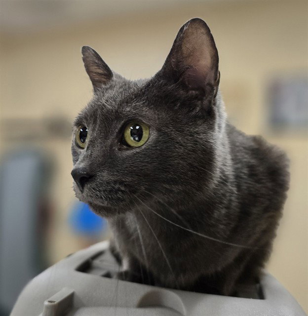Ocean, Domestic Short Hair