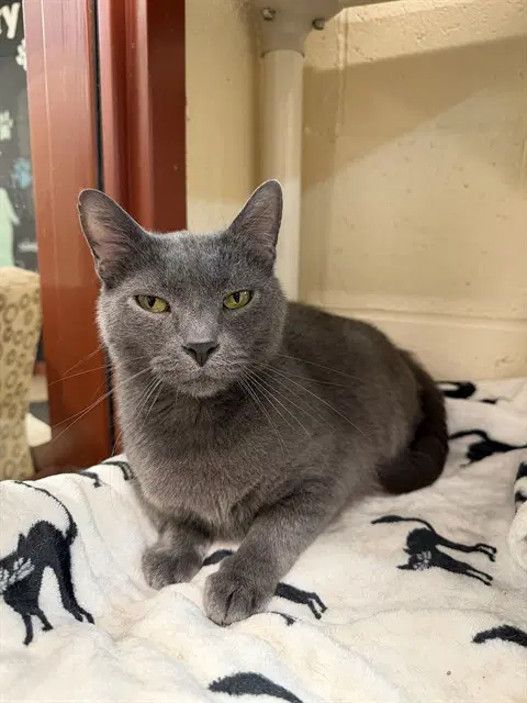 Ocean - Domestic Short Hair