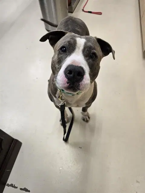 Haymitch - Pit Bull Terrier