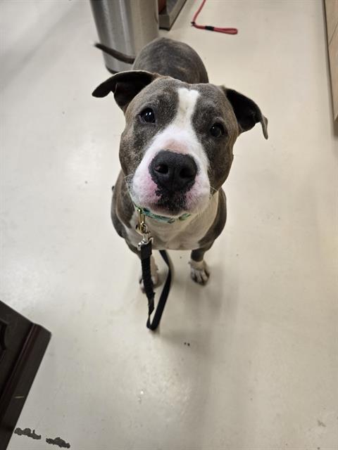 HAYMITCH, a dog for adoption from Beaver County Humane Society
