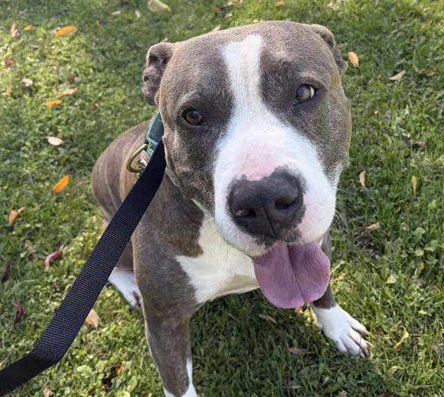 Haymitch - Pit Bull Terrier