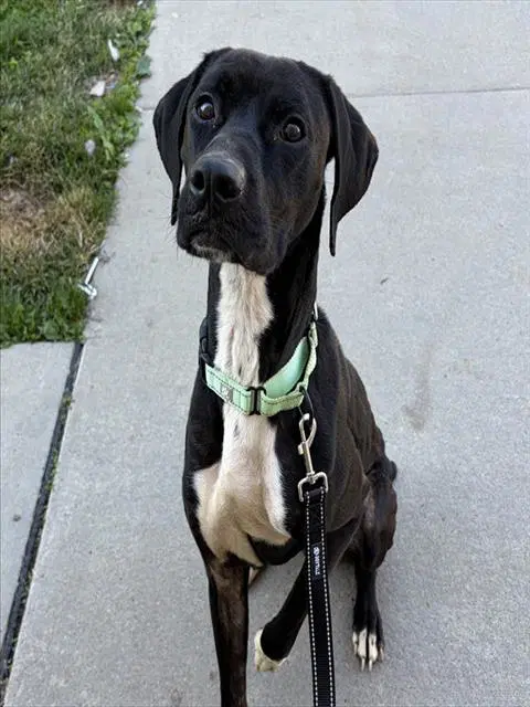 Monty - Labrador Retriever