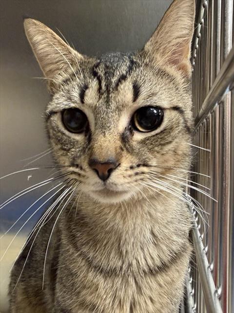 ANDERSON SILVA, a cat for adoption from Beaver County Humane Society
