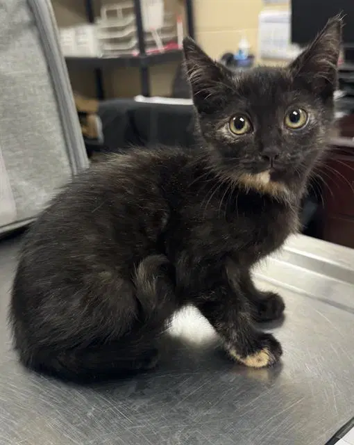 Noir - Domestic Short Hair