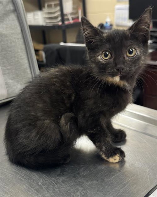NOIR, a cat for adoption from Beaver County Humane Society