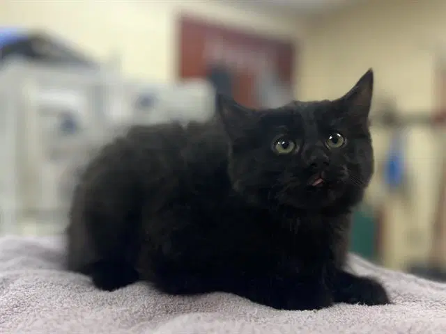 Silk - Domestic Medium Hair