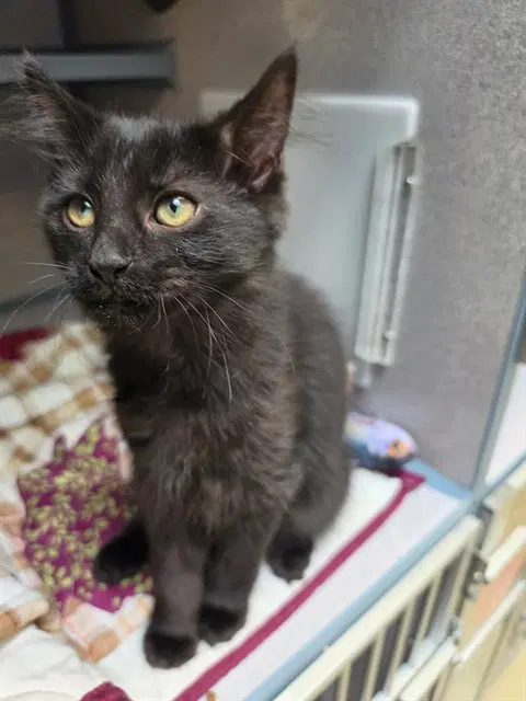 Silk - Domestic Medium Hair