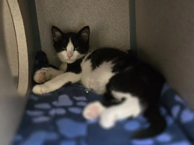 Chad - Domestic Short Hair