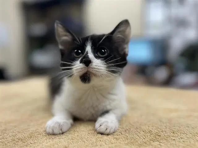 Marta - Domestic Short Hair