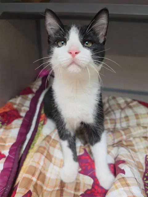 Satin - Domestic Short Hair