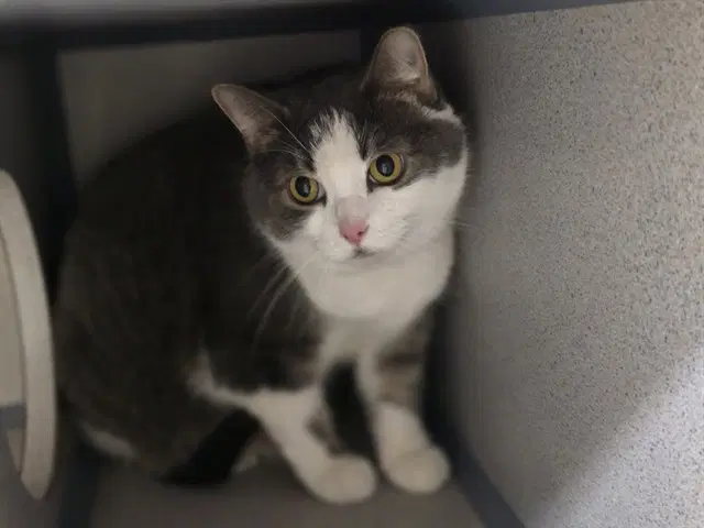 Rosie - Domestic Short Hair