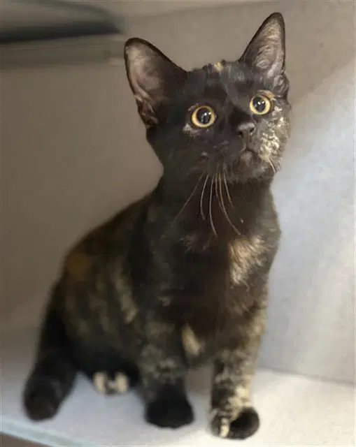 Ebony - Domestic Short Hair